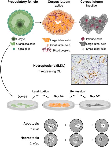 Granulosa Cells