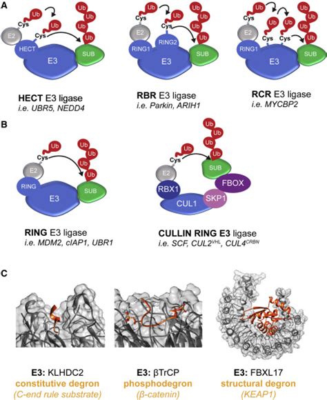 An E3 ligase guide to the galaxy of small-molecule-induced protein ...