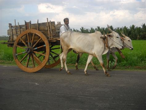 Bullock cart, Animal drawings, India photography