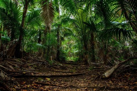 Fotos & Bilder Wälder Australien Bäume Palmen Lord Howe Island Natur Bilder #487475 Download ...