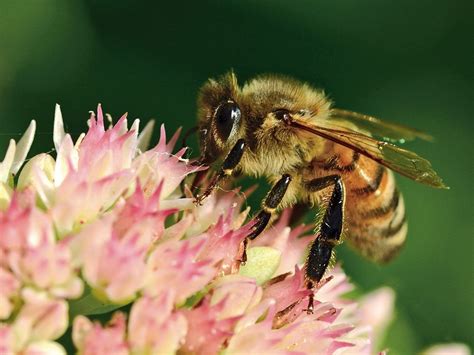 Macro Photography: Garden Life in Extreme Close-Up | Our Canada