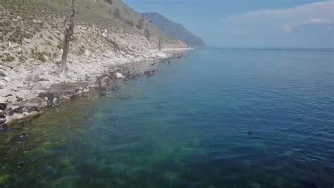 Baikal Seal, endemic to lake Baikal image - Free stock photo - Public ...