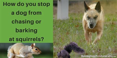 How do you stop a dog from chasing or barking at squirrels? ~ Raising ...