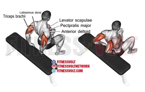 Bent-knee Bench Dip (Triceps) | Exercise Guides and Videos – Fitness Volt