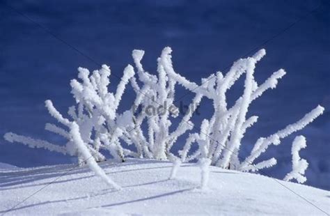 Hoar frost formation on a thicket - Download Nature