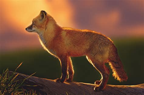 fox, Foxes, Df Wallpapers HD / Desktop and Mobile Backgrounds