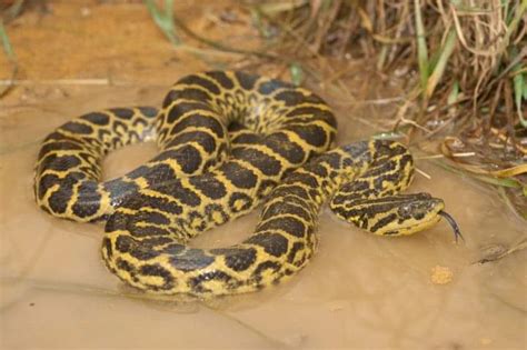 A complete guide to Yellow Anaconda Care - Reptile Range