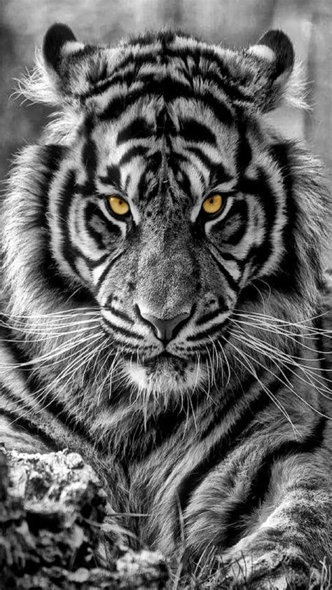 Tiger Phone Wallpapers - Top Free Tiger Phone Backgrounds - WallpaperAccess