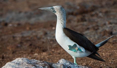 Blue-Footed Booby | Go Galapagos