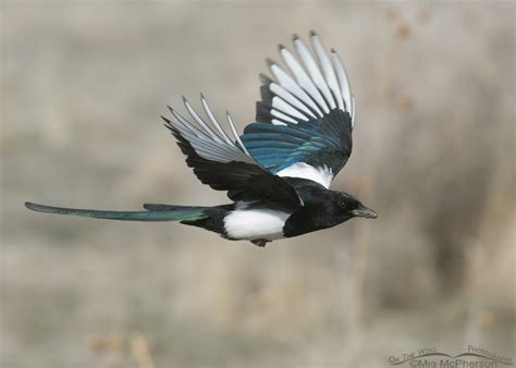 Black-billed Magpie flying towards its nest – On The Wing Photography