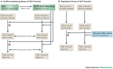 Two main theories regarding the role of the anterior cingulate cortex... | Download Scientific ...