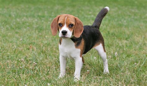 79+ Teacup Full Grown Beagle Dog - l2sanpiero