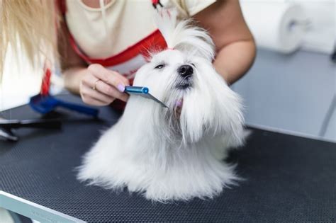 Premium Photo | Female groomer brushing maltese dog at grooming salon.