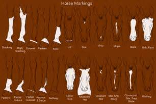 Horse Markings by Kitt-Cat on DeviantArt