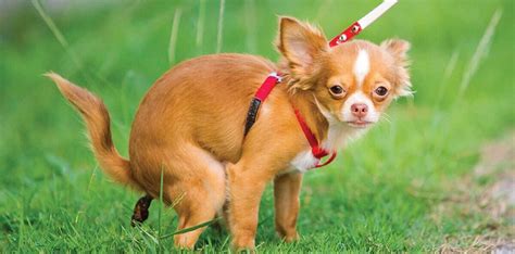 Chiweenie Potty Training: Tips and Tricks for a House-Trained Pup ...