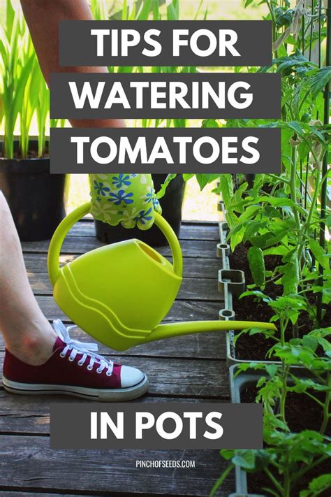 Tips for watering tomatoes plants growing in pots | Tomato plants, Watering tomatoes, Potted ...