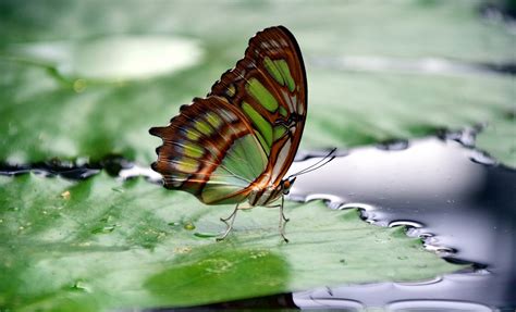 Bees and Butterflies: At Home In Your Garden » The Farm In My Yard