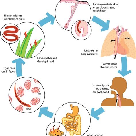 Life Cycle of the Human Hookworm N. americanus | Download Scientific ...