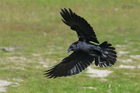 Common Raven (Corvus corax) Flying | the Internet Bird Collection | HBW ...