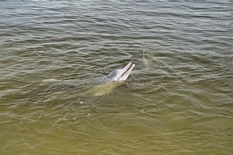 Wild Dolphins in Tin Can Bay Harbour Stock Photo - Image of fish, green: 180814530