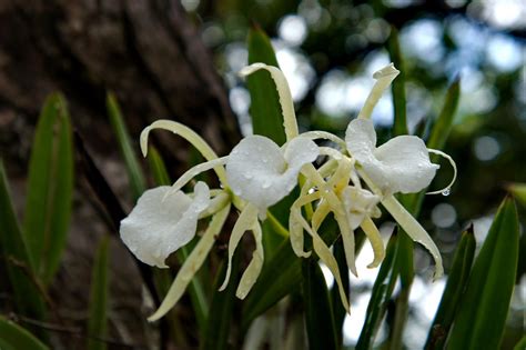 Orquidea blanca / White orchid (Brassavola nodosa) | Flickr