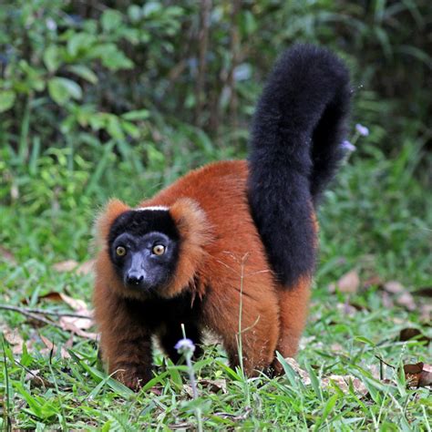 Raros lémures rojos nacen en Singapur.