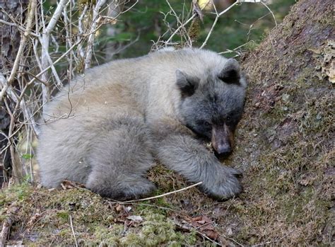 A most mysterious bear | Canadian Geographic