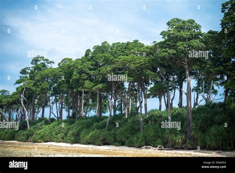 beach, Neil Island, Andaman and Nicobar, India. Dense vegetation of the island. Tall trees on ...