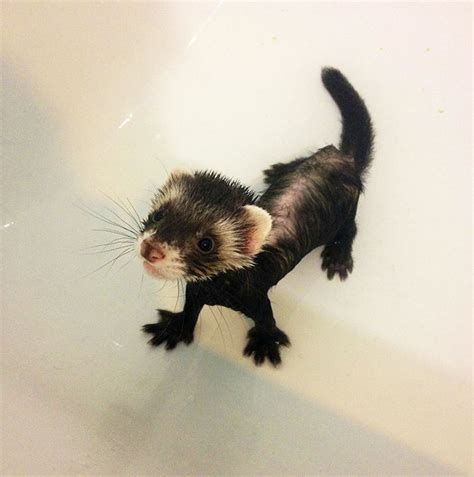 42 Funny Ferrets That Just Want To Play With You | Bored Panda