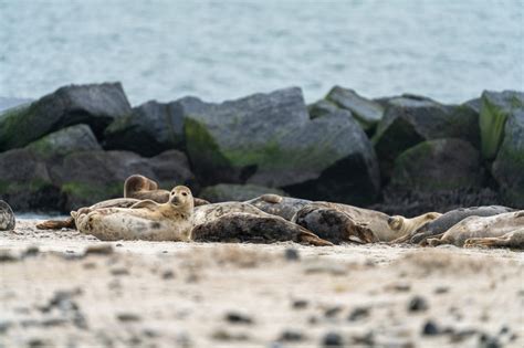 Wildlife Trails in the North Sea - Lana Tannir Photography