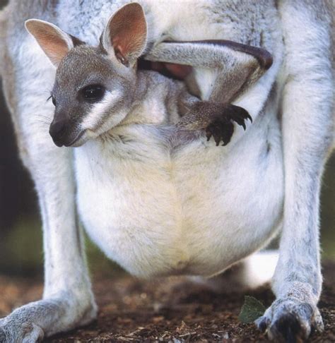 joey ! with skippy | Cute baby animals, Cute animals, Baby animals