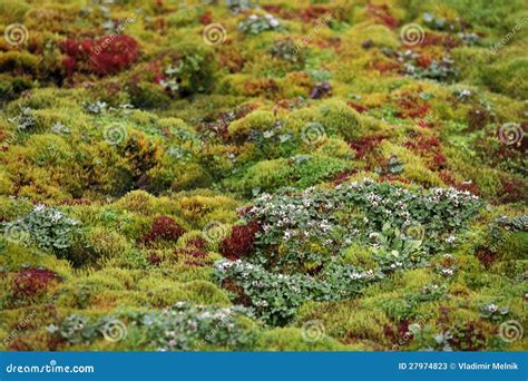 Arctic moss stock image. Image of arctic, fungus, green - 27974823