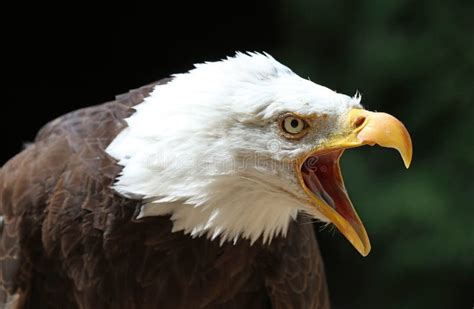 489 Angry Bald Eagle Stock Photos - Free & Royalty-Free Stock Photos from Dreamstime