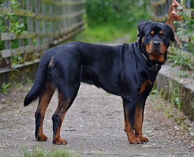 Rottweiler - Wikipedia