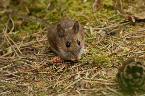 Mouse, vole or rat? - All Things Wildlife.co.uk