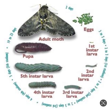 Feeding Behaviors of Manduca sexta – Journal of Research in Progress Vol. 3