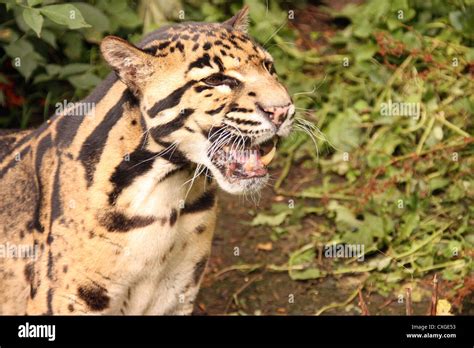 Clouded leopard teeth hi-res stock photography and images - Alamy