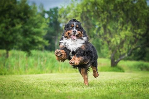 Bernese Mountain Dog Pros & Cons - Friendly | Shedding | Costs | Training