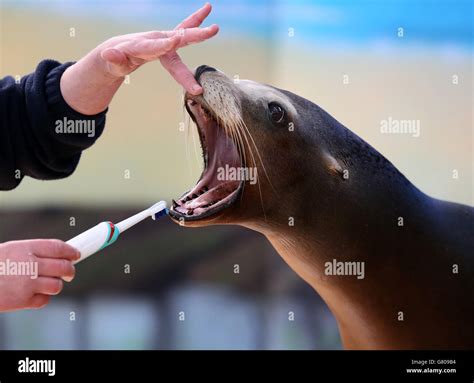 Sea lions teeth cleaned hi-res stock photography and images - Alamy