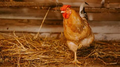 Can Chickens Eat Rotten Food? | Pet Diet Guide