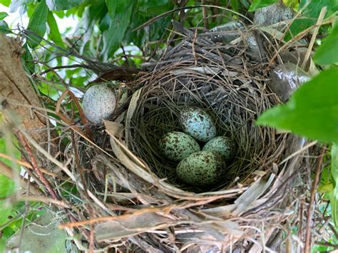 When Do Cardinals Lay Eggs? - Birdwatching Buzz