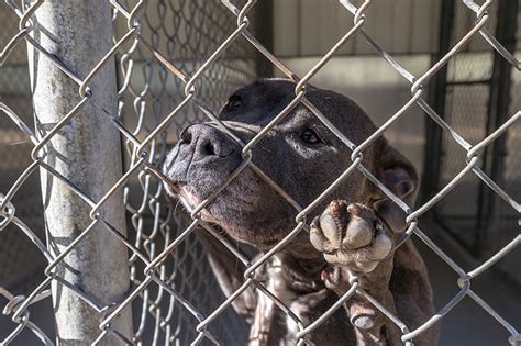 CMPD Animal Care & Control Opens Satellite Shelter Amidst Crisis