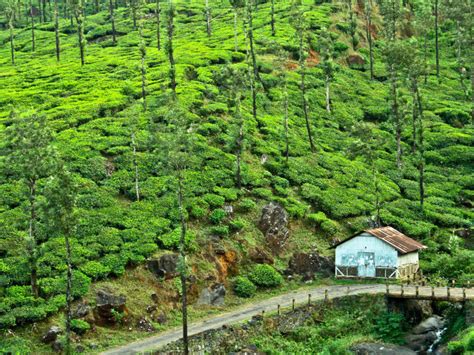 Trek to Chembra Peak in Wayanad | Times of India Travel