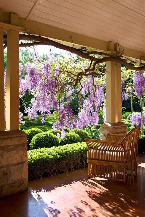 Climbing plants: 7 fast growing climbers, vines and creepers | Wisteria garden, Beautiful ...