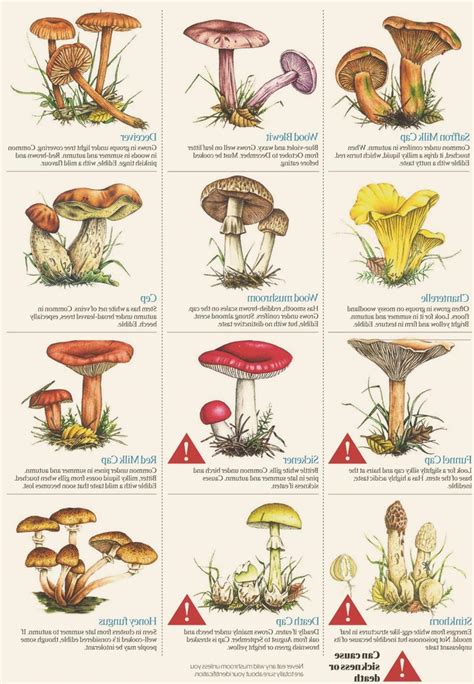 Mushroom guide photos