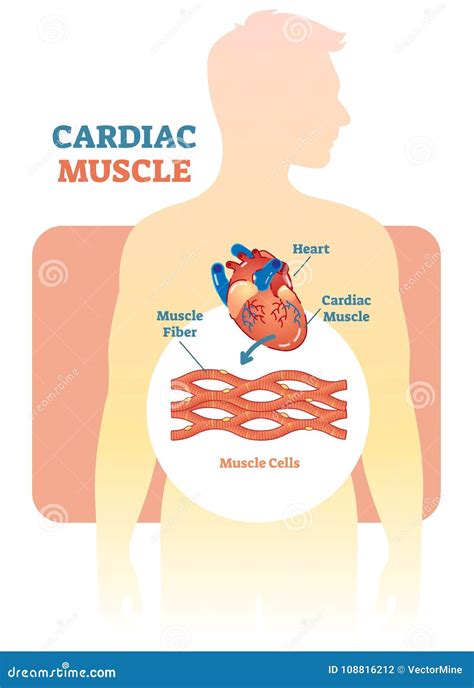 Cardiac Muscle Easy Drawing