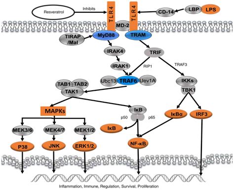 Inflammation Pathway