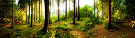 Forest Panorama Stock Photo - Download Image Now - iStock