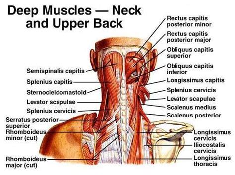 Human Anatomy Showing Deep Muscles In The Neck And Upper Poster | ubicaciondepersonas.cdmx.gob.mx