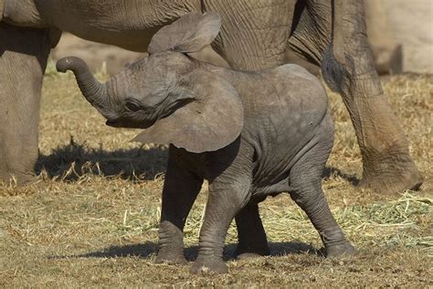 Elephant calf | Wild elephant, Baby animals, Elephant love